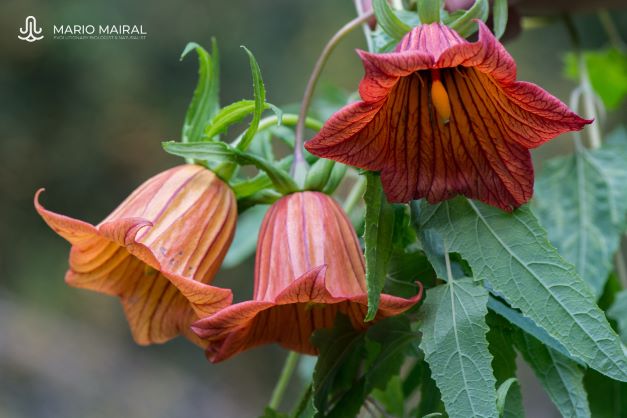 Proyecto SICAF para la conservación de especies amenazadas de flora vascular en España